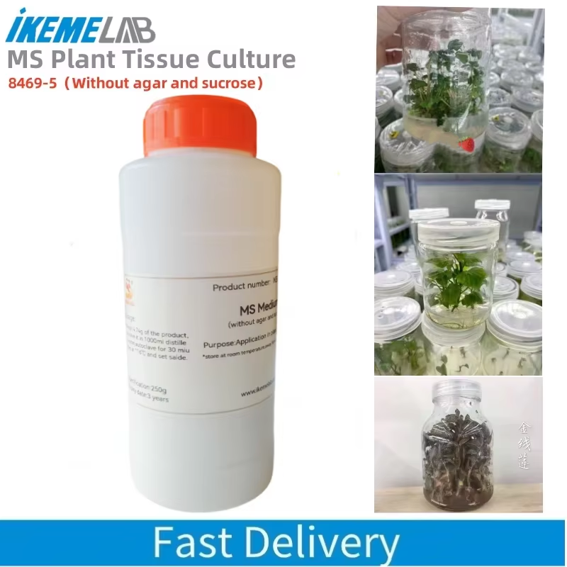 Tissue Culture Plant - IKEME 한천 및 설탕이 없는 실험실