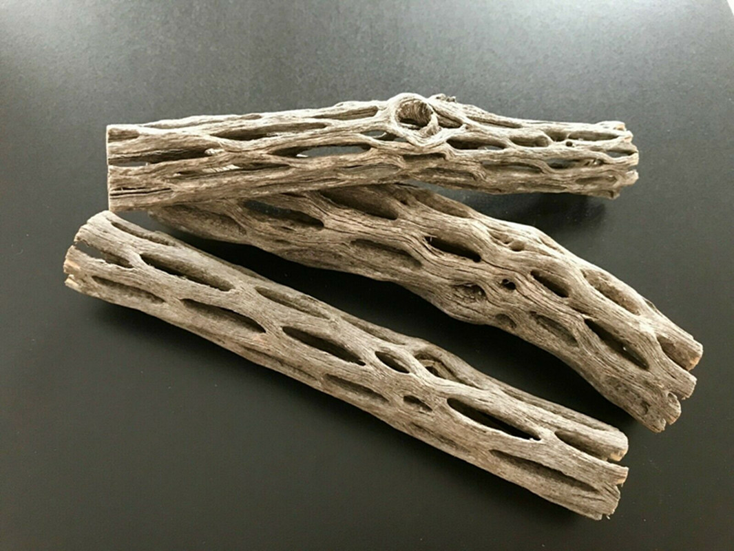 Aquarium Plant Seeds - 유기 및 천연 수족관 전라 선인장