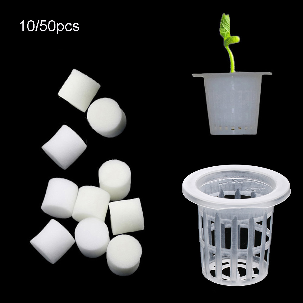 Aquarium Plant Seeds - 10/50개 내구성 있는 수경재배용 무토양 씨앗