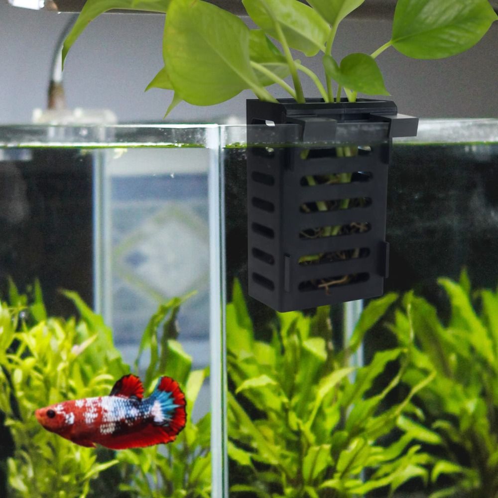 수생 식물 조경 수족관 식물 거치대 수경 재배 탱크,  - Emersed Plants Aquarium 리뷰 및 가격