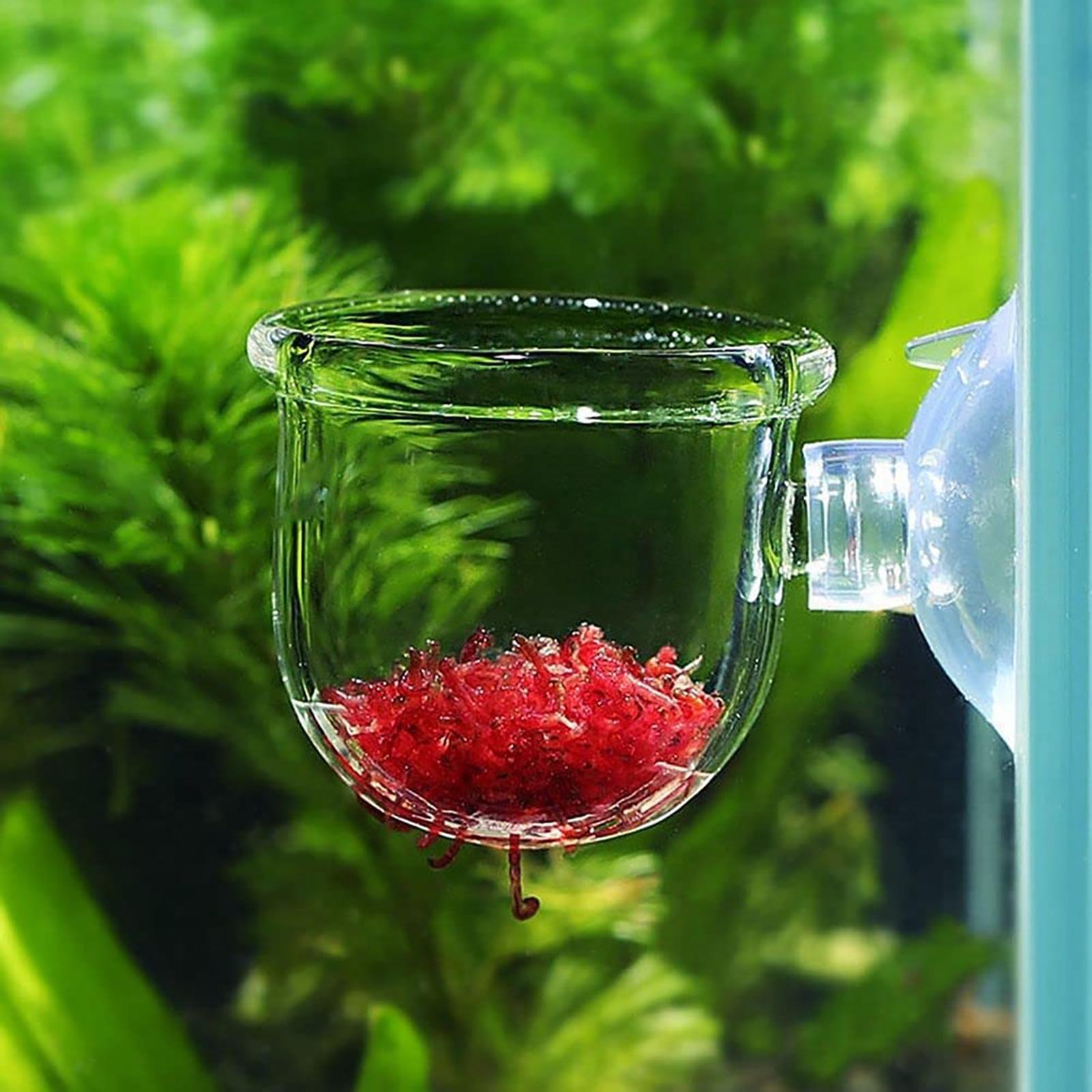 수족관 식물 냄비 유리 실린더 컵 수생 식물 씨앗을 재 - Aquarium Plant Seeds 리뷰 및 가격