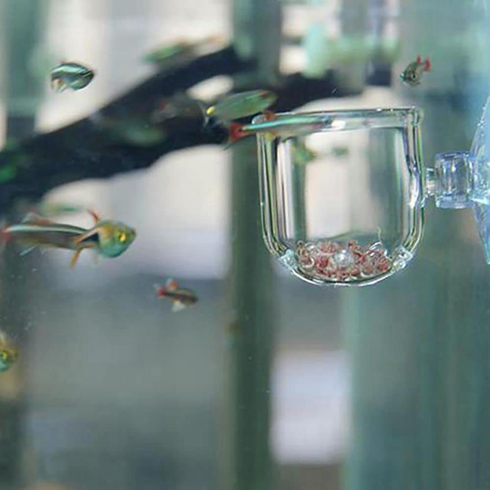 수족관 식물 냄비 유리 실린더 컵 수생 식물 씨앗을 재 - Aquarium Plant Seeds 리뷰 및 가격