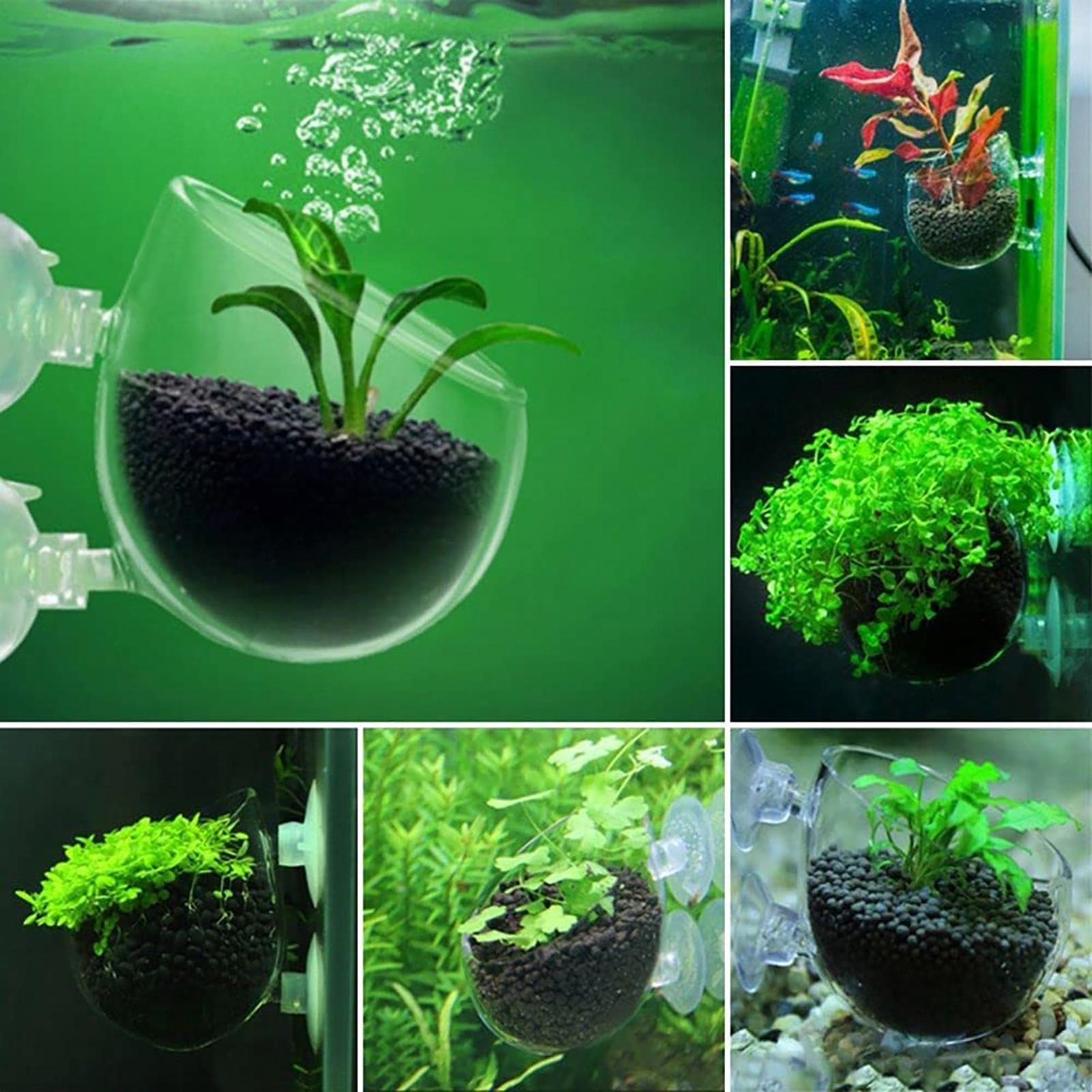 수족관 식물 냄비 유리 실린더 컵 수생 식물 씨앗을 재 - Aquarium Plant Seeds 리뷰 및 가격