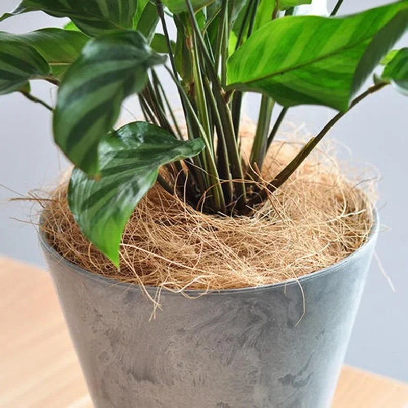 천연 코코넛 껍질 섬유 화분 커버 곤충 방지 보호 정원 - Tissue Culture Plant 리뷰 및 가격