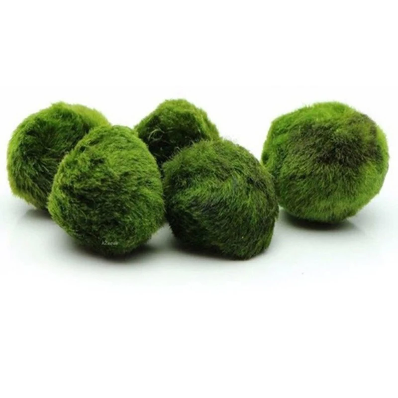 1개 3-4cm 이끼 공 생물 수족관 식물 조류 물고기 - Aquarium Planted Tank Substrate 리뷰 및 가격