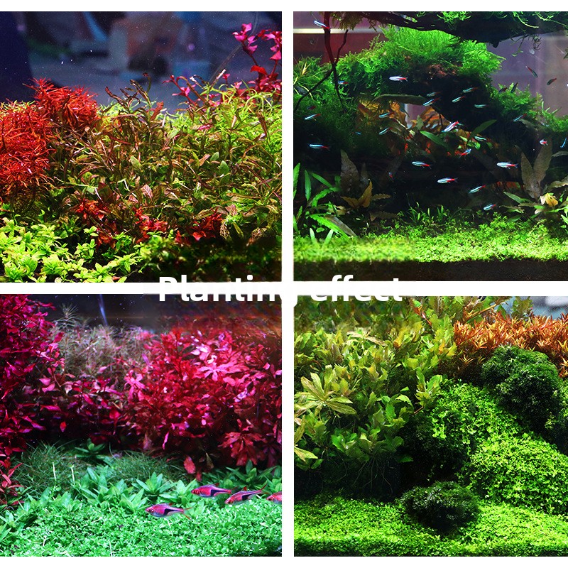 시스엔시아가 수초용 토양-영양소 풍부한 바닥 모래 (대 - Aquarium Planted Tank Substrate 리뷰 및 가격