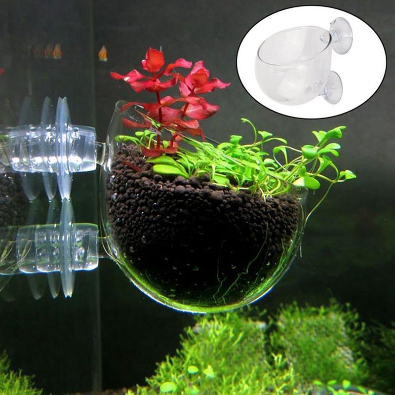 아크릴 수생 식물 컵, 수족관 물 식물 화분, 물잡초  - Aquarium Plant Seeds 리뷰 및 가격