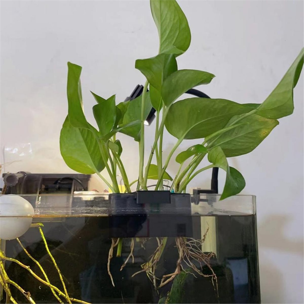 (ABAB) 수족관 식물 홀더 수족관 걸이식 수생 식물 - Emersed Plants Aquarium 리뷰 및 가격