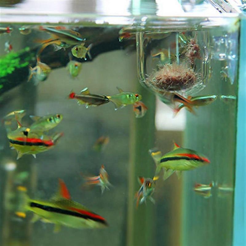 빨판이 달린 수족관 식물 화분 유리 실린더 컵, 수생  - Aquarium Plant Seeds 리뷰 및 가격
