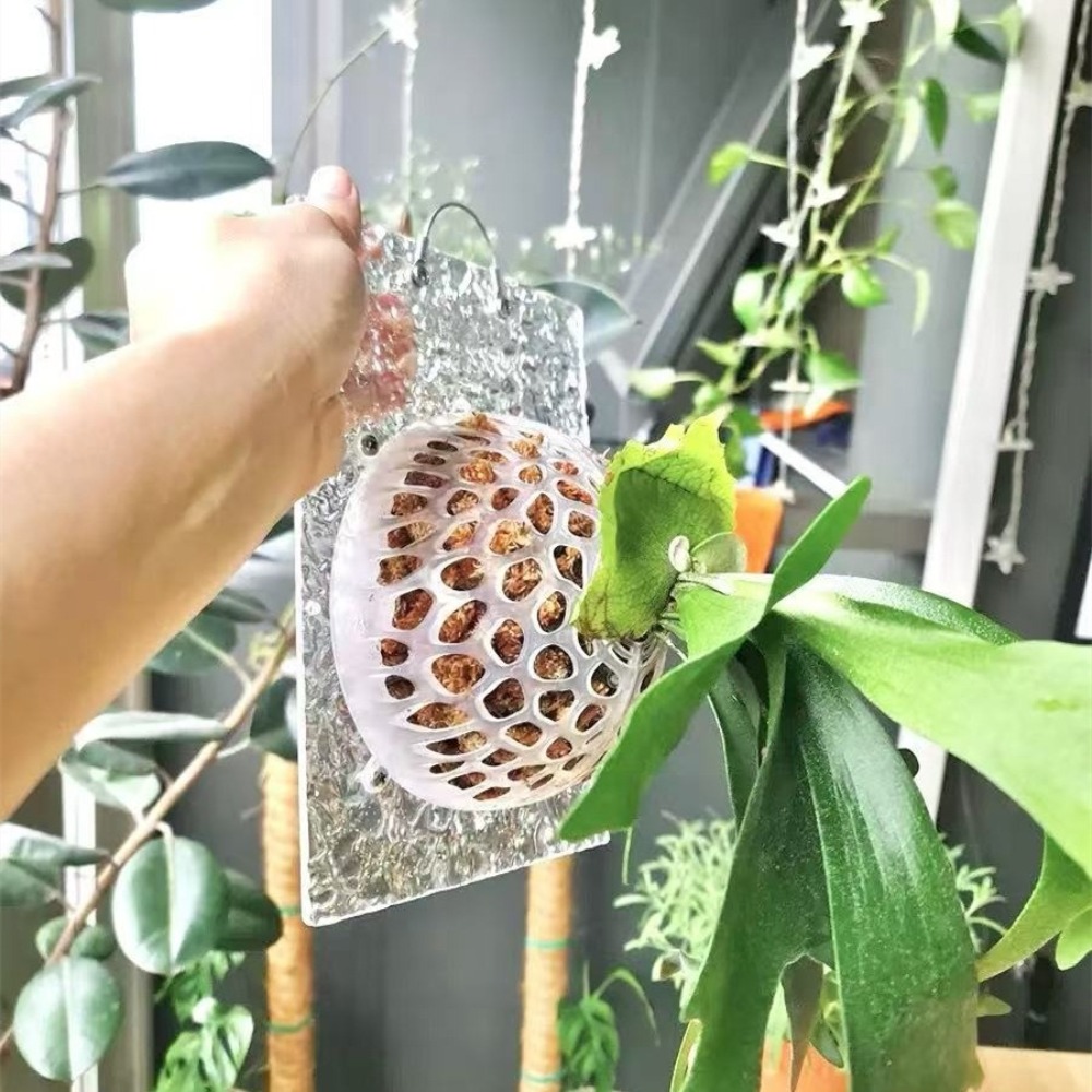 속이 빈 식물 흙 보호 커버 교체 가능 투명 식물 재배 - Tissue Culture Plant 리뷰 및 가격