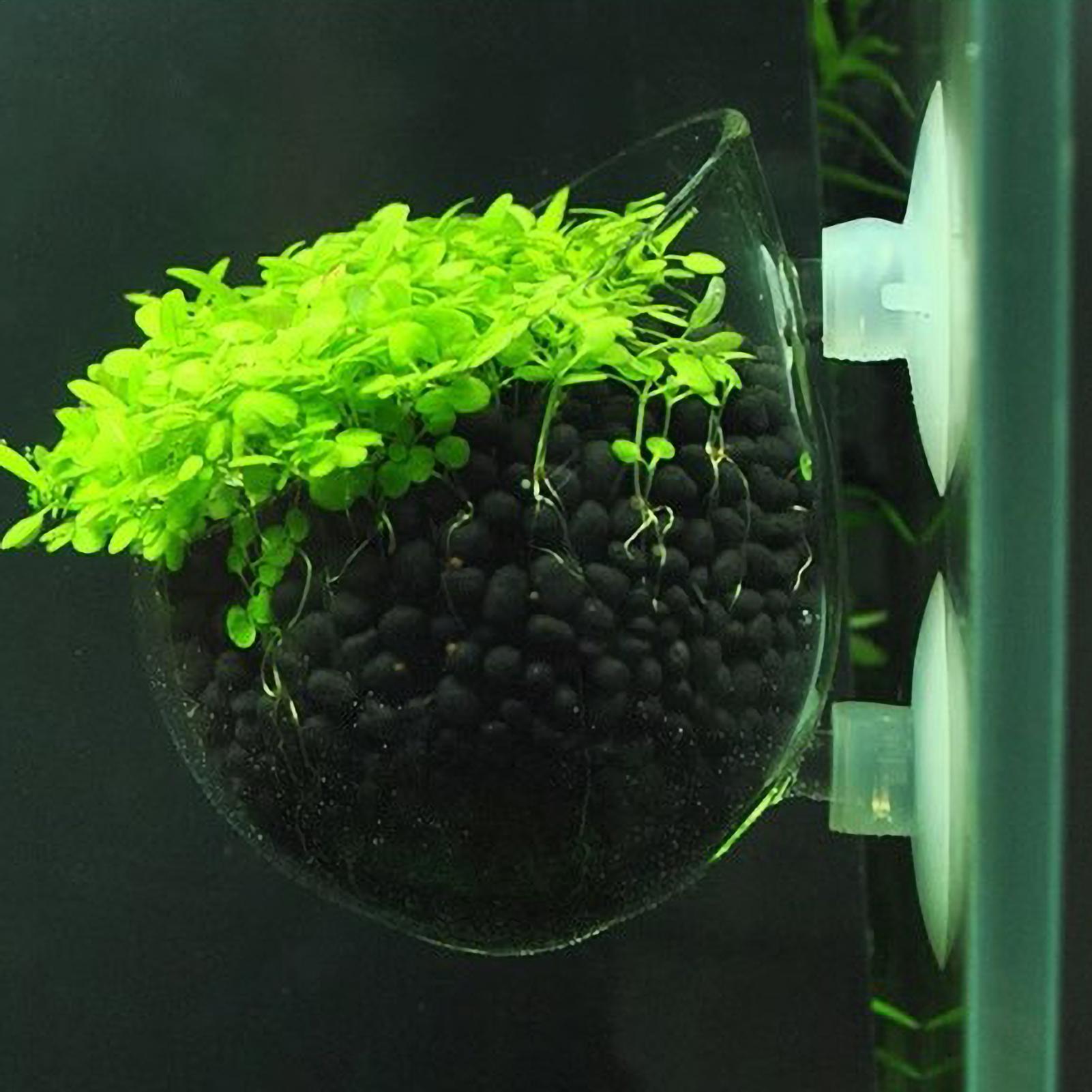 수족관 유리 화분 흡착판 포함 생물 수초 어항 홀더 수 - Aquarium Planted Tank Substrate 리뷰 및 가격