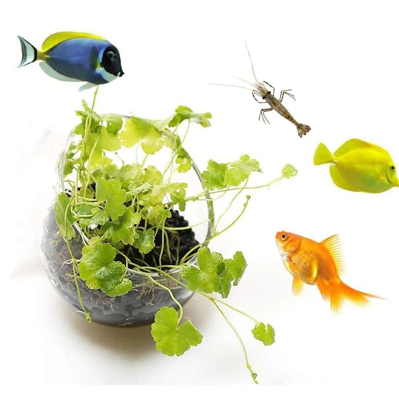 신형 수족관 식물 화분 유리 실린더 컵 흡착기 포함 수 - Aquarium Plant Seeds 리뷰 및 가격