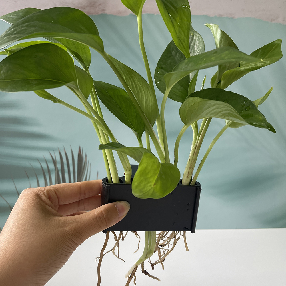걸이용 후크가 있는 수족관 식물 홀더 - 살아있는 수생 - Aquarium Planted Tank Substrate 리뷰 및 가격