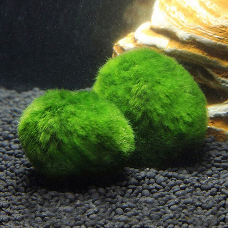 마리모 이끼 공 생물 수족관 식물 조류 물고기 새우 탱 - Aquarium Planted Tank Substrate 리뷰 및 가격
