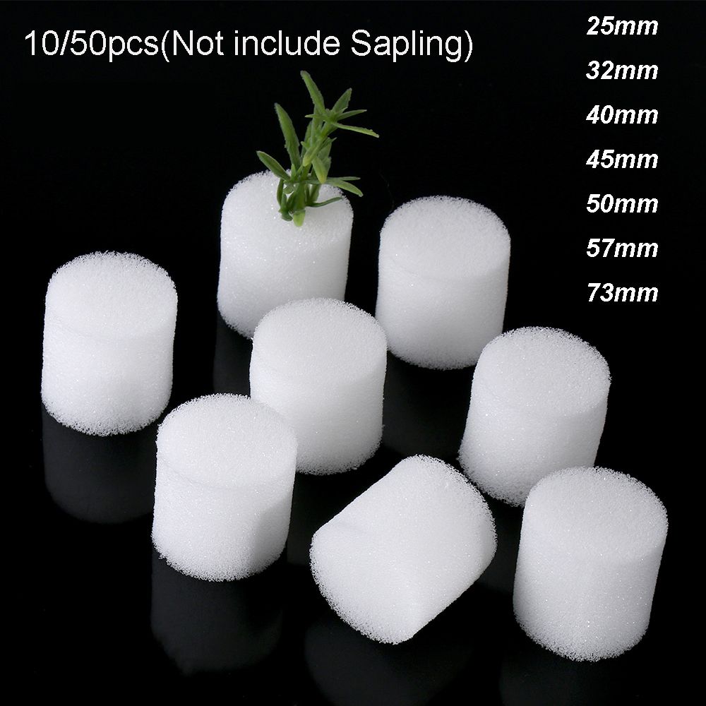 10/50pcs 내구성 정원 용품 수족관 심기 보육 스 - Aquarium Plant Seeds 리뷰 및 가격