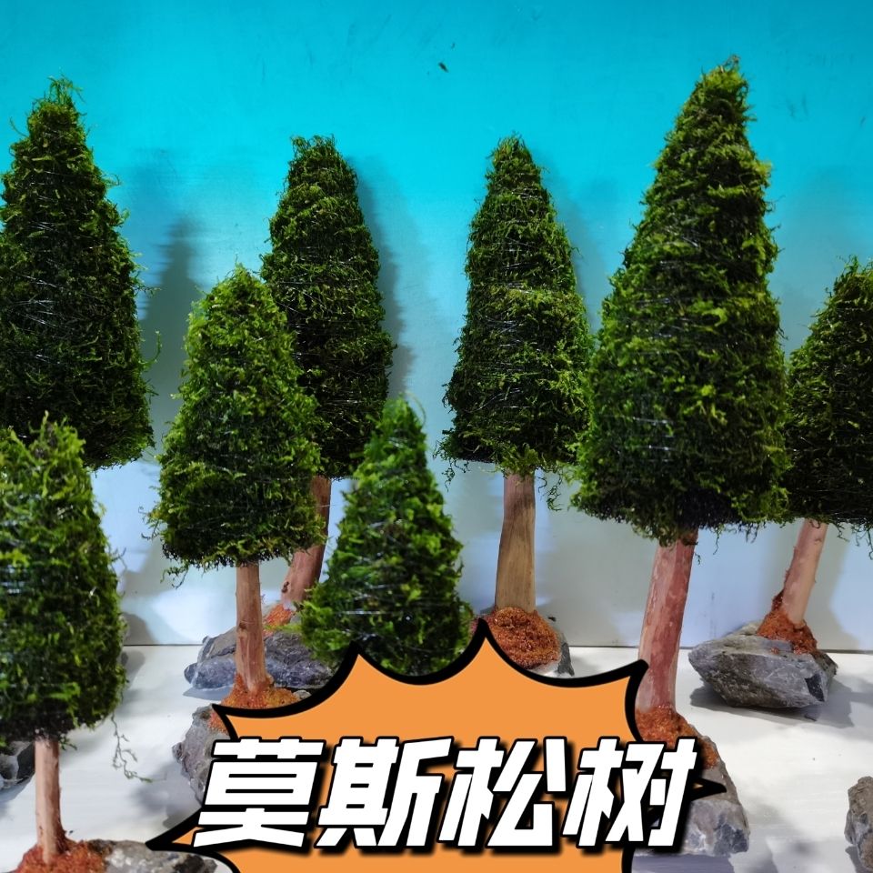 수족관 장식 수생 식물 이끼 나무 소나무, 크리스마스  - Aquarium Plant Seeds 리뷰 및 가격