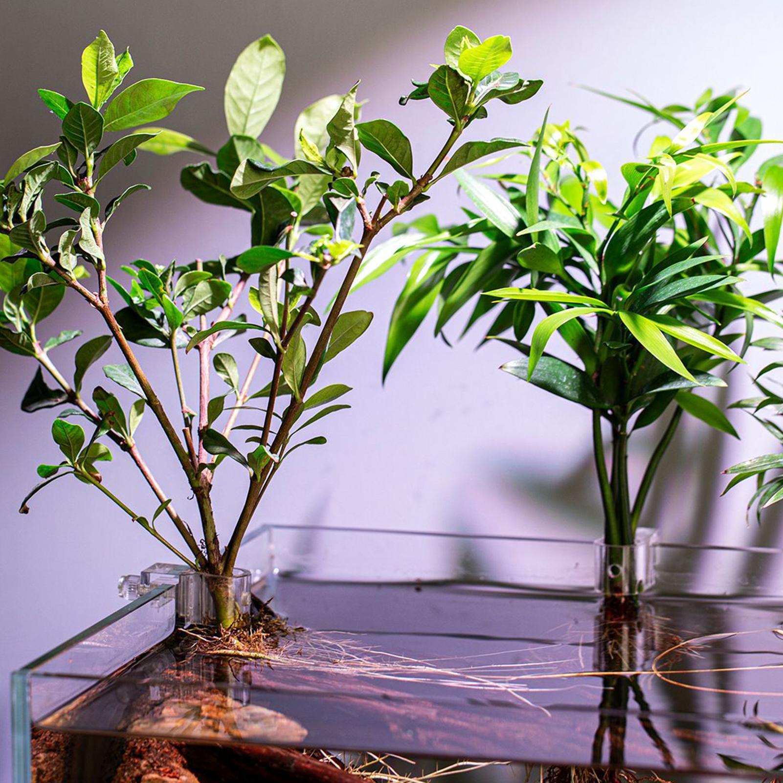 수족관용 식물 홀더 6개 투명 식물 브래킷 걸이형 수생 - Aquarium Plant Holder 리뷰 및 가격