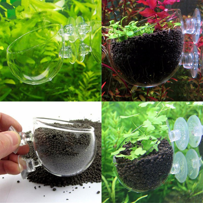 수족관 행잉 식물 화분 유리 실린더 컵, 빨판 포함,  - Aquarium Plant Seeds 리뷰 및 가격