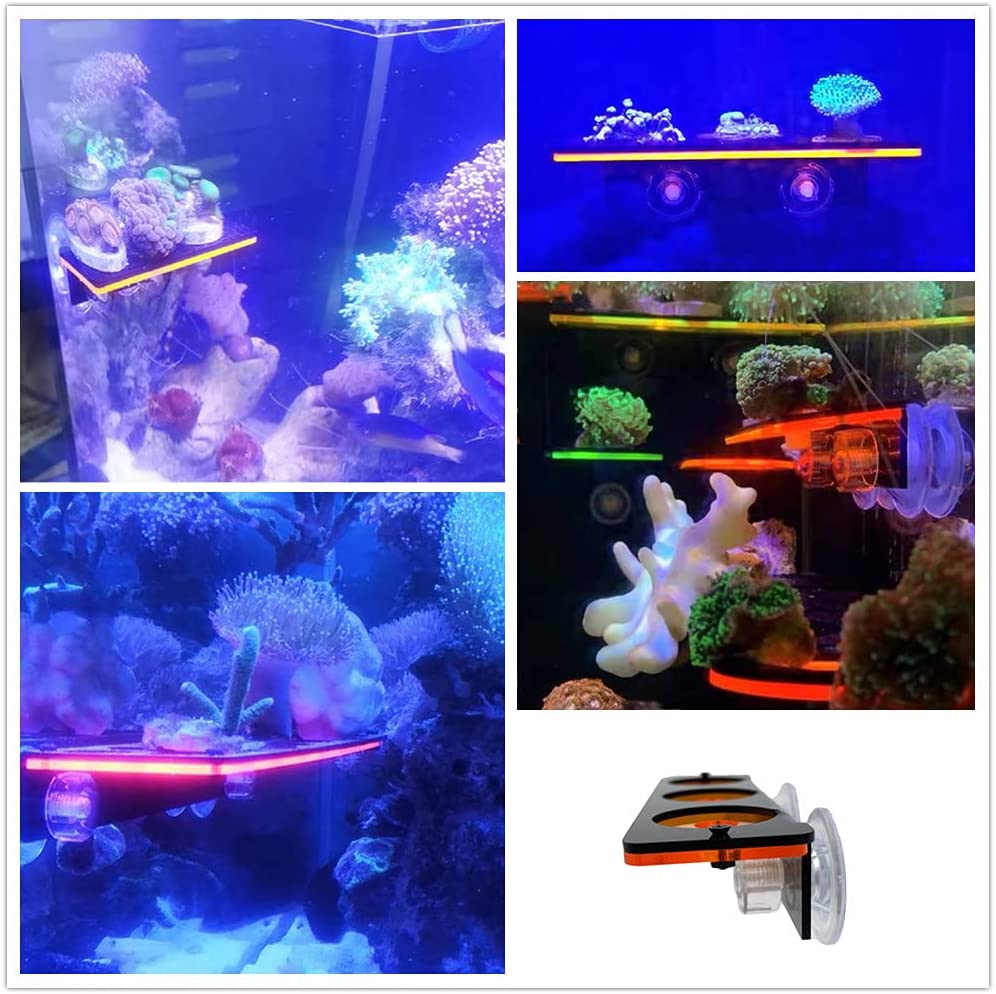 형광 산호 조각 플러그 브래킷 성장 홀더 아크릴 랙 해 - Aquarium Plant Holder 리뷰 및 가격