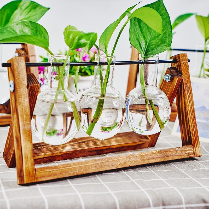탁상 유리 화분 전파 스테이션, 수경 식물 화병, 나무 - Tissue Culture Plant 리뷰 및 가격