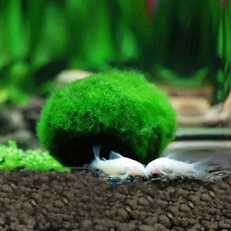 살아있는 마리모 모스볼 3-4cm 녹조류 수족관 식물  - Aquarium Planted Tank Substrate 리뷰 및 가격