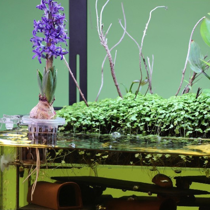 수족관 식물 스탠드 클립이 있는 수생 식물 재배용 아쿠 - Emersed Plants Aquarium 리뷰 및 가격
