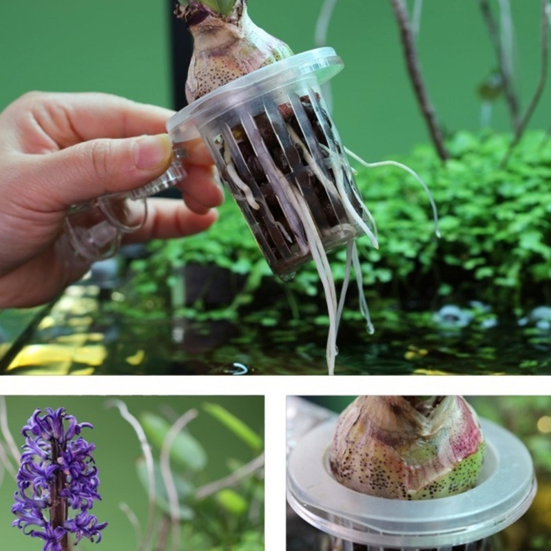 수족관 식물 스탠드 클립이 있는 수생 식물 재배용 아쿠 - Emersed Plants Aquarium 리뷰 및 가격