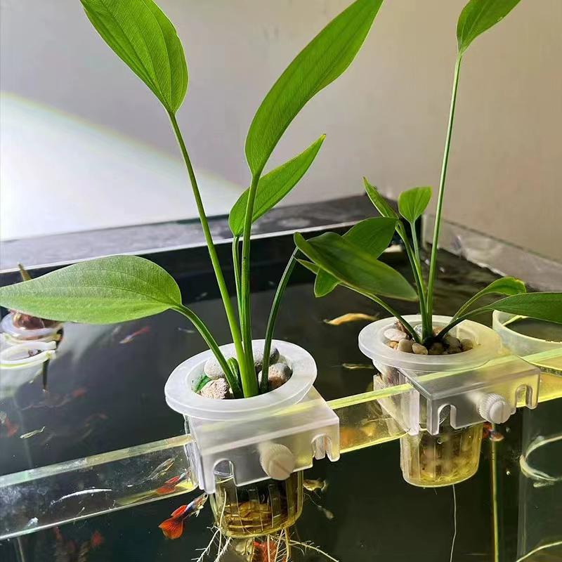 수족관 심기 바구니 수경 지원 Hangable 물고기  - Aquarium Plant Holder 리뷰 및 가격