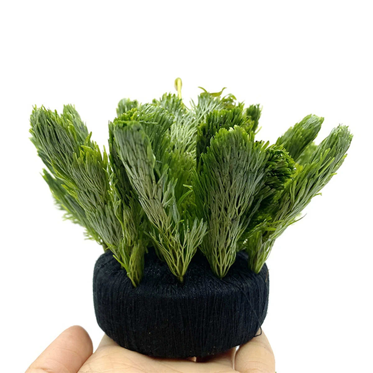 수생 식물 뿌리 수족관 장식 장식, 검은 물고기 탱크, - Aquarium Planted Tank Substrate 리뷰 및 가격